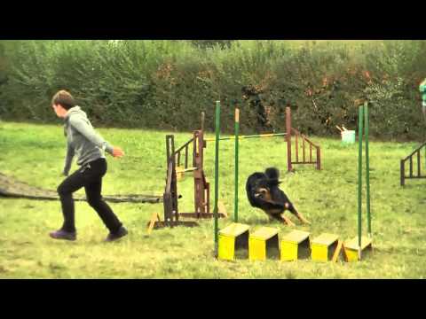 AGILITY – sport psów