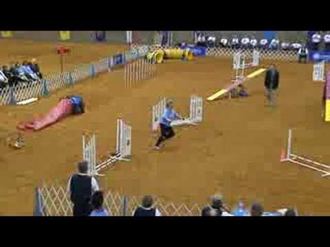AKC National Agility Championship Finals Corgi-Pembroke