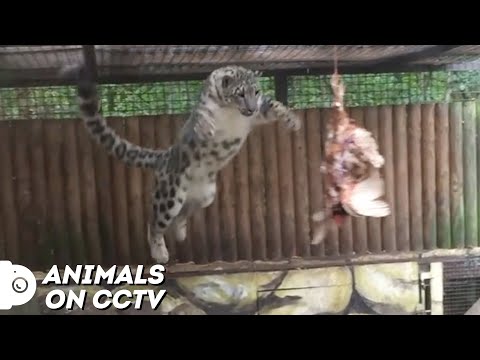 Snow Leopard EXTREME SPORTS PARKOUR